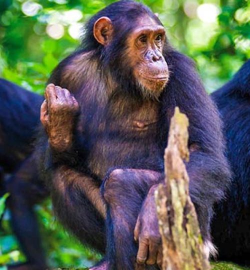 Chimpanzee-Trekking-1-1200x900