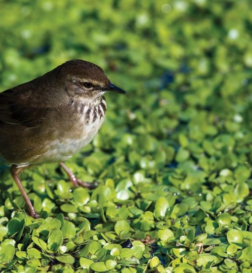 Grauer_s-Rush-Warbler-1920x1280-2-1200x900