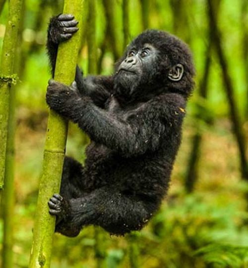 Mountain-Gorillas-Trekking-1200x900