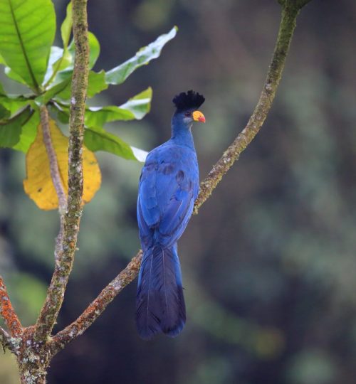 Turaco-1200x900