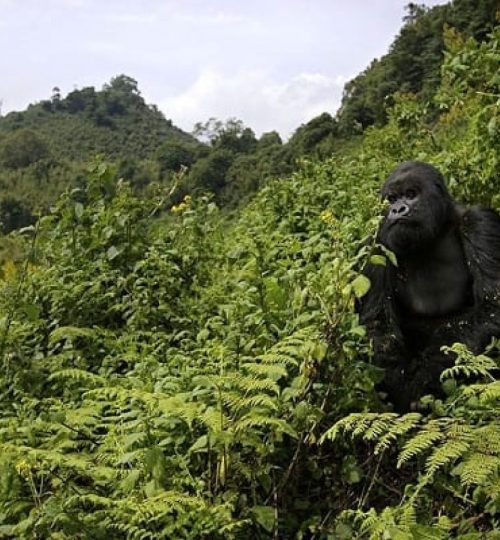 gorilla-volcanoes-national-park-1200x900